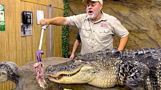 My Top 10 Gator Moments! 🤯🐊