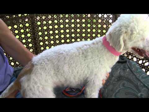 Hello Gorgeous, an adopted Poodle in Houston, TX_image-1