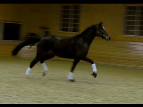 Fürst Roemer (Furst Romancier x Ravallo)