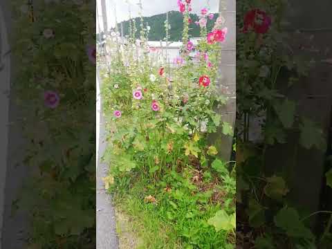 タチアオイの種を集めるのに最適な時期はいつですか?なぜそれを自己播種させないのでしょうか？  庭園