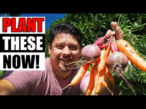 How To Grow An Onion From An Onion Bottom 2019