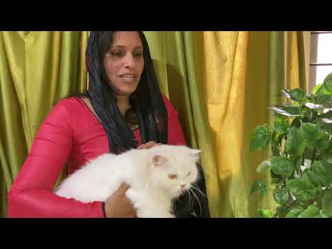 How to feed a Persian cat to gain better health etc weight according to the level |persian cat