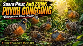 Download lagu SUARA PIKAT PUYUH GONGGONG PALING AMPUH 2026 | Anti ZONK, Auto Respon & Rekomendasi Para Master mp3