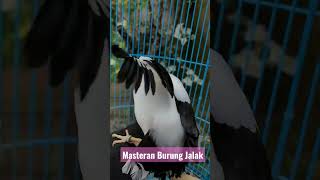 Download lagu Jalak Putih Jantan Dewasa Gacor Jinak Galak mp3