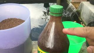 Download lagu HOW TO FEED NILE FISH SO THAT THEY GROW QUICKLY AND PROFIT mp3 Download lagu HOW TO FEED NILE FISH SO THAT THEY GROW QUICKLY AND PROFIT mp3