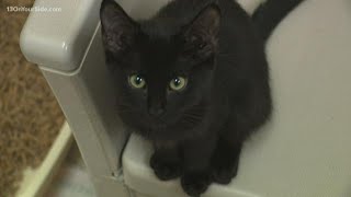 Kent County Animal Shelter offering free kittens for adoption