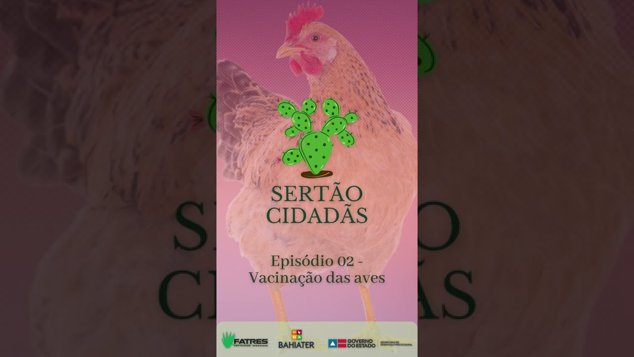 Podcast SerTão Cidadãs - EP 02: Vacinação das aves