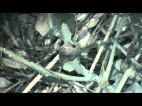 comment traiter naturellement le ver du poireau