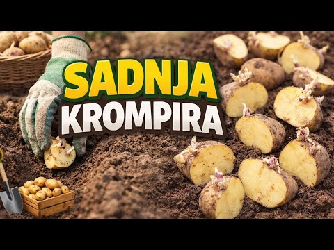 Sadnja krompira bez greške: Najbolji savjeti i trikovi za bogat urod!