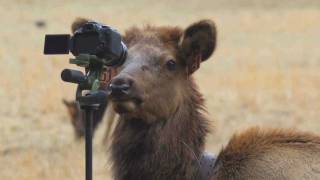 preview picture of video 'Elk taking a self portrait in the Great Smoky Mountain National Park'