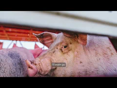 Memorial and Vigil  for Pigs at Swickers Bacon Factory - Ban Gas Chambers