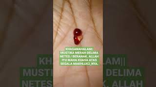 Download lagu MUSTIKA MERAH DELIMA NETES / BERANAK|| KHASANAH RAHASIA ALAM. BUKAN JIMAT ‼️ mp3