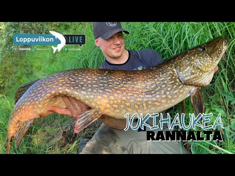 Jokihaukea rannalta | Loppuviikon LivE