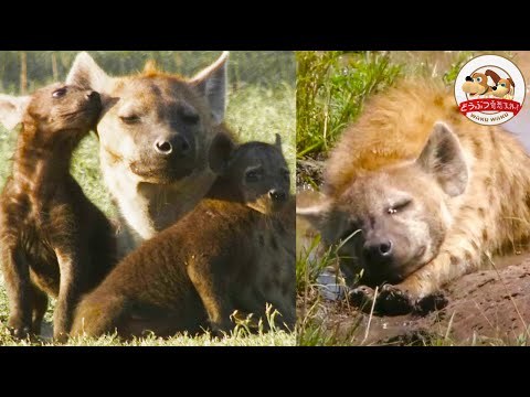 ホッキョクハイエナを発見