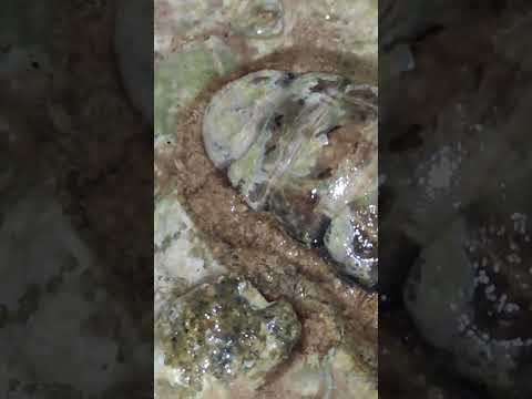 Acanthopleura granulata #nature