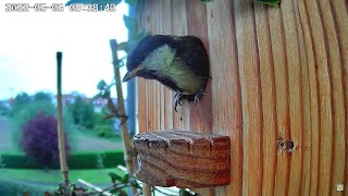 Der Abflug der 6 Vögelchen