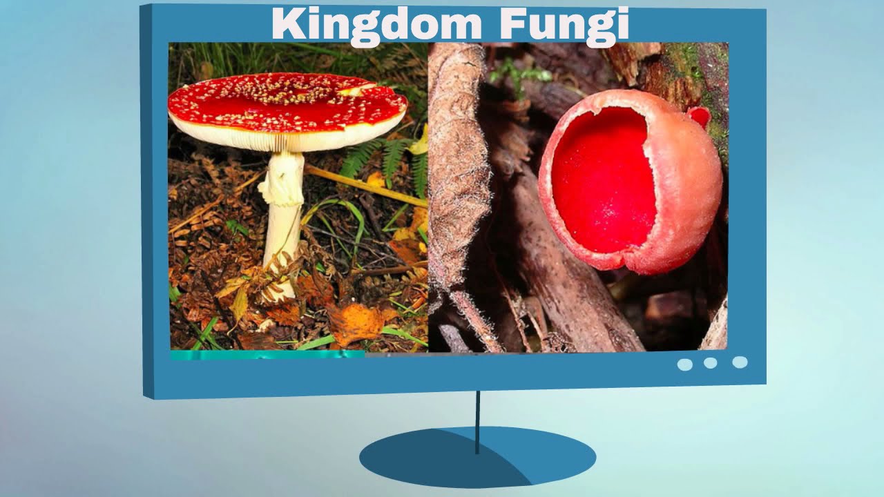 Kingdom Fungi Characteristics