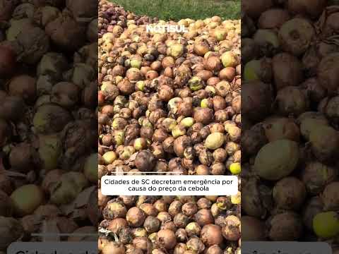Cidades de SC decretam emergência por causa do preço da cebola