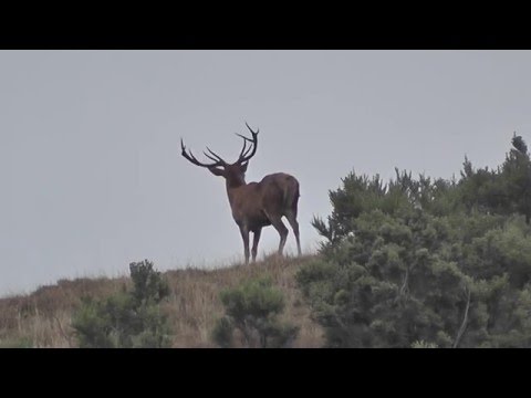Free Range Red Stag scouting April 2016