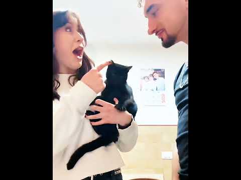 Cats Can't Imitating Humans.💀 Pt.2