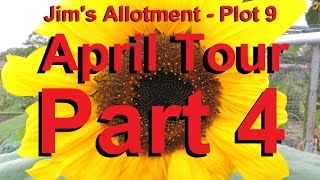 Jim's Allotment - Plot 9 - April Tour Part 4 - Safflower, Yacon, Ivy Gourds