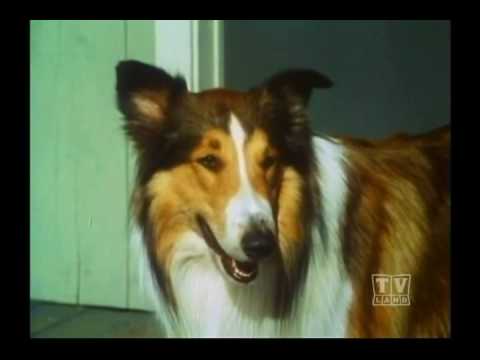 Ranger Cory Lassie (Season 13 Eps.27 Return of The Charm)