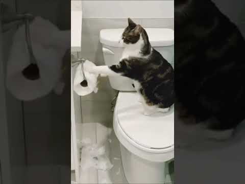 Why Are Cats Obsessed With Shredding Toilet Paper?