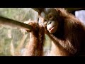 This Orangutan Baby House Moves To A New Location