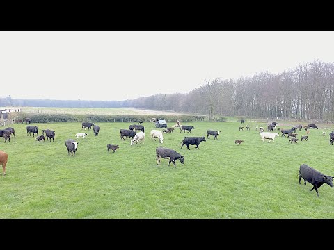 TURN OUT TIME!! A WHOLE HERD!!