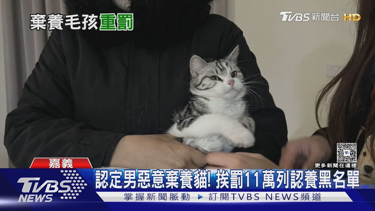 影音／欠租失聯！惡意棄養「美短毛貓」　飼主將受罰11萬元
