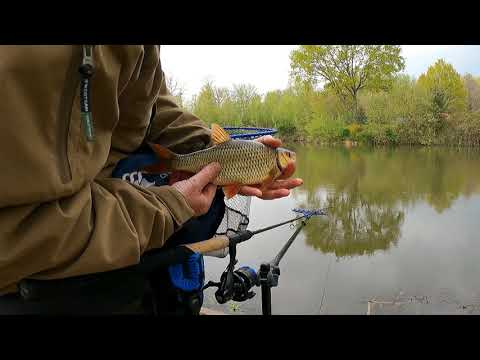 ROACH AND RUDD FISHING
