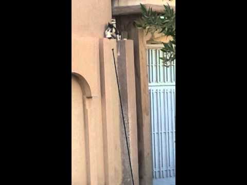 Cat as a caring mother