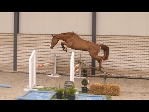 3yrs. Showjumper by Etoulon VDL x Larino  || VIDEO 1 of 2