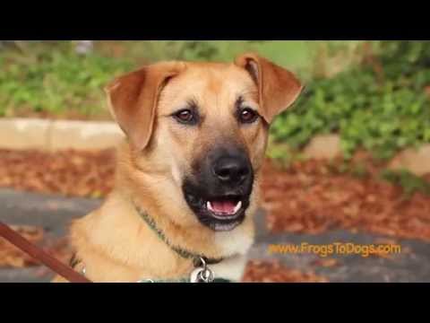 Frogs To Dogs