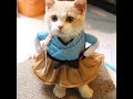 Mort De Rire Funny And Cute Pets Animals Compilation