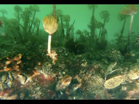 The role of Recreational boating in the spread of Invasive Species.