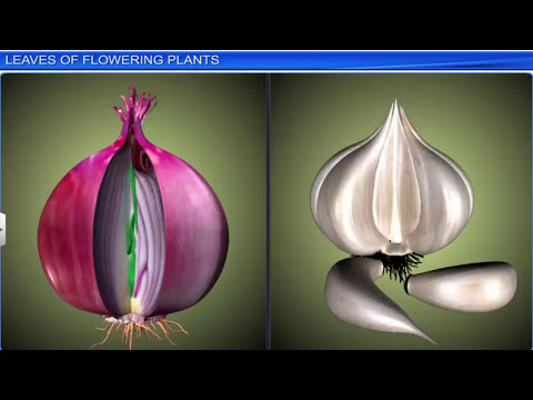 Morphology of Flowering Plants | Full Chapter | by Shiksha House