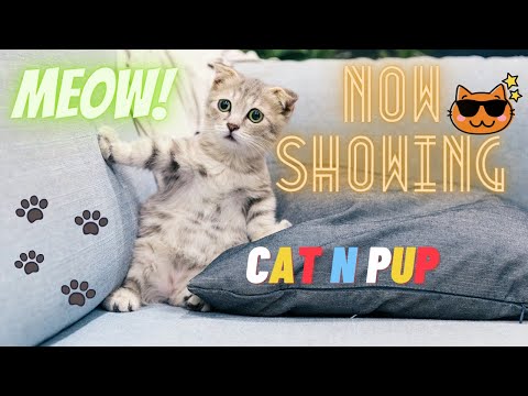 Funny Cat Videos for laugh Clip #1....CAT n PUP....