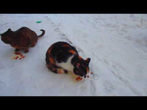 прохвост для прохвостов зимой очень важен eat cats winter