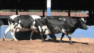 Vídeo 205 - 1ª ETAPA MEGA LIQUIDAÇÃO TOTAL AGROPECUÁRIA MARAJOARA - DIA 4 | GADO GIROLANDO E HOLANDÊS