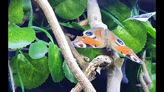 Schmetterling im Haus | Haltung von Insekten über den Winter