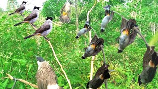 Download lagu emang boleh setegang ini !! mikat burung KUTILANG liar auto raih banyak tropy mp3 Download lagu emang boleh setegang ini !! mikat burung KUTILANG liar auto raih banyak tropy mp3