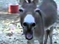 V�deo de burro a rir
