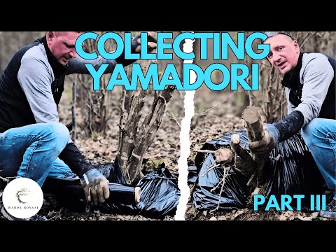 Collecting Bonsai Trees From The Wild: Collecting, Tools, Packing and Planting  Deciduous Yamadori