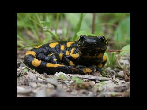 Regrowing Human Limbs - Do Salamanders Hold The Key?