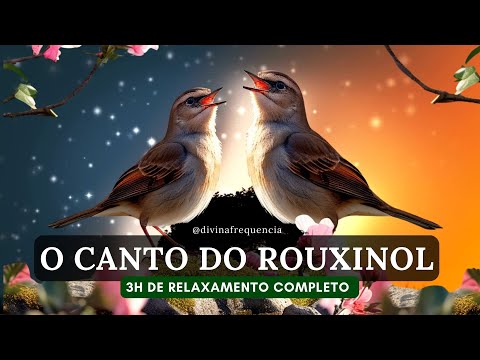O CANTO DO ROUXINOL 3H-PARA QUEM BUSCA CURA ESPIRITUAL, EQUILÍBRIO, TRANQUILIDADE, RELAXAMENTO, PAZ🌟
