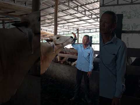 bite hand cowboy #shorts #short #shortvideo