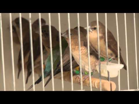 Peel en Maas Journaal 7 februari 2014 - Peel en Maas TV