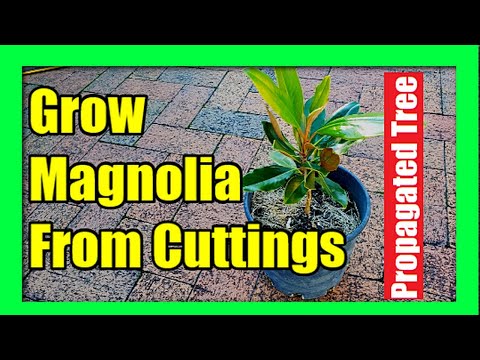 How To Grow Magnolia Tree from Cuttings : Magnolia Plant Propagation