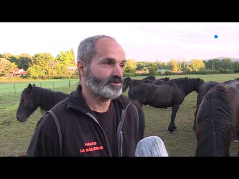 Ariège : la traditionnelle transhumance des chevaux de Mérens